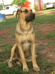 Fila Brasileiro